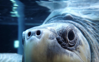 Why Karoline is Running PUFfer Three Times for One Sea Turtle